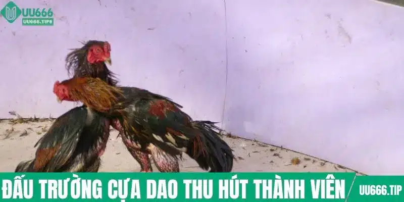 Đấu trường cựa dao thu hút thành viên