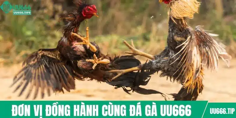 Những đơn vị đồng hành cùng đá gà UU666