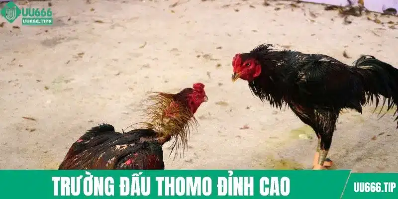 Trường đấu Thomo đỉnh cao